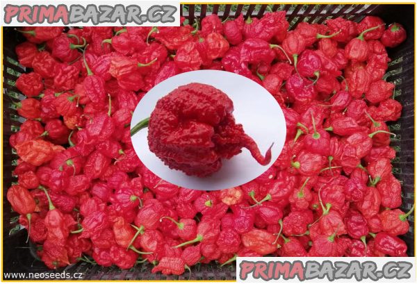 Chilli Carolina reaper - semena – fotografie 1