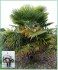 Palma Trachycarpus Fortunei - Stratifikovaná semena