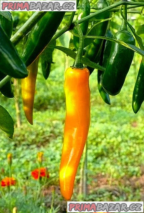 Chilli Cayenne orange - semena – fotografie 1