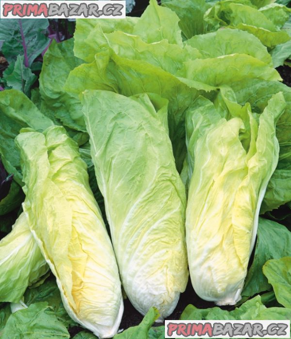 Čekanka - Bianca di Milano - semena – fotografie 1