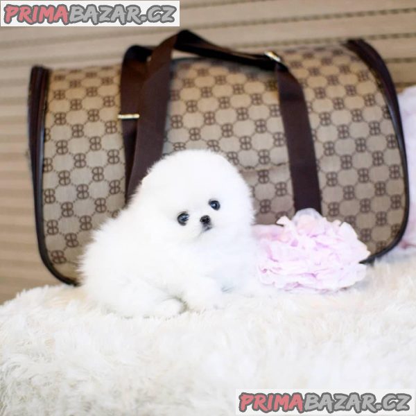 Nádherný bílý šálek Pomeranian štěňata na prodej – fotografie 1