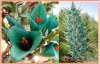 Puya Berteroniana - semena