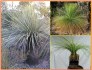Trávový strom Xanthorrhoea Australis - semena