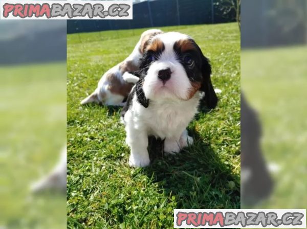 Kavalír King Charles španěl s PP – fotografie 1