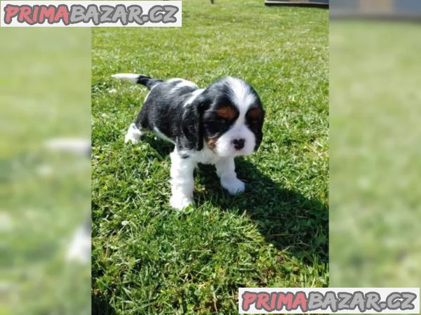 Kavalír King Charles španěl s PP – fotografie 2