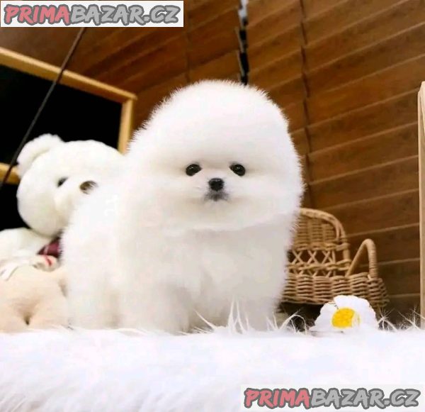 Krásný čajový pohár Pomeranian štěňata na prodej – fotografie 1