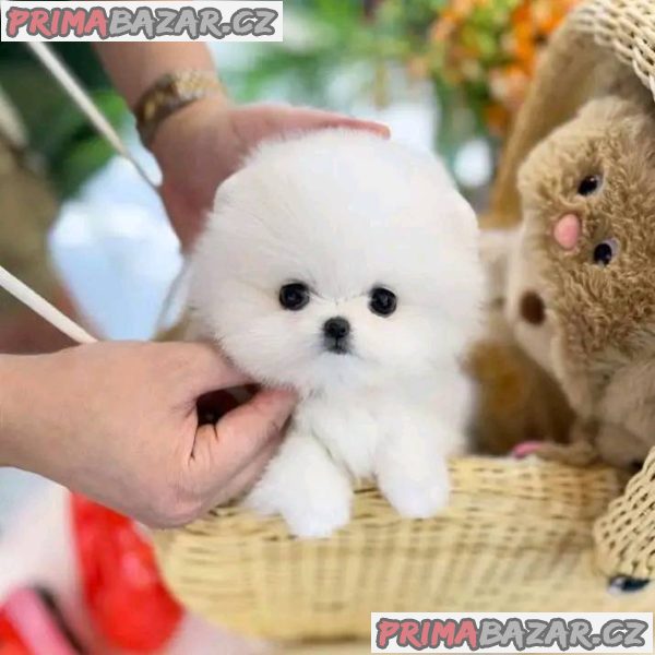 Krásný čajový pohár Pomeranian štěňata na prodej – fotografie 2