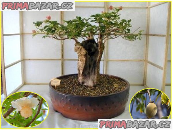 Baobab - Adansonia digitata - semena – fotografie 1