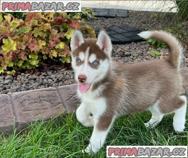 Prodám Krásná štěňátka Sibiřský husky s PP – fotografie 1