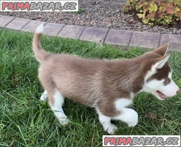 Prodám Krásná štěňátka Sibiřský husky s PP – fotografie 4