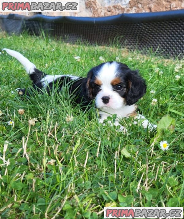 Cavalier King Charles Spaniel – fotografie 1