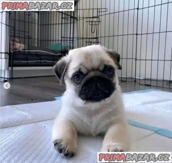 Mops na prodej s PP – fotografie 2