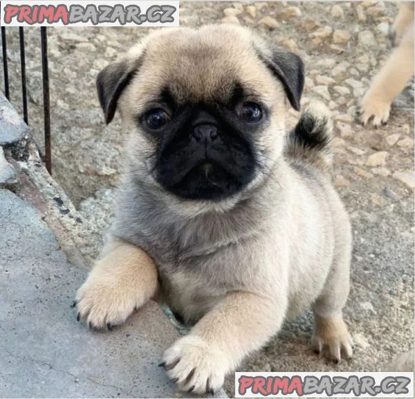 Mops na prodej s PP – fotografie 4