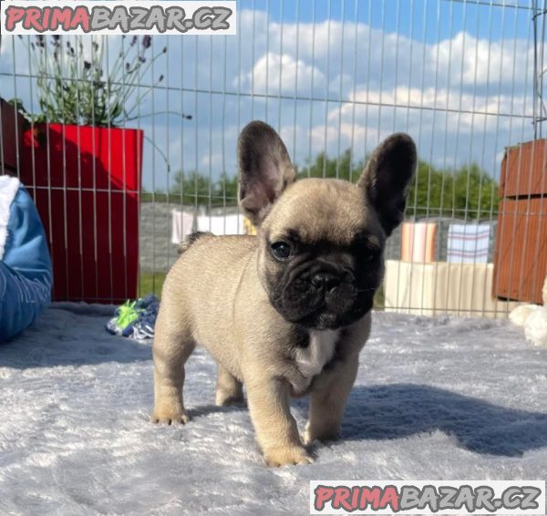 štěňátka francouzského buldočka – fotografie 3