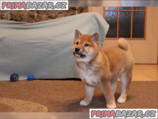 Shiba Inu štěňata na prodej – fotografie 1