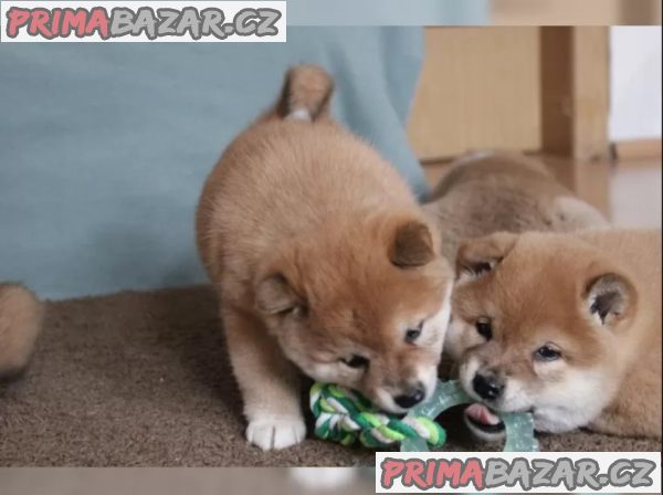 Shiba Inu štěňata na prodej – fotografie 3