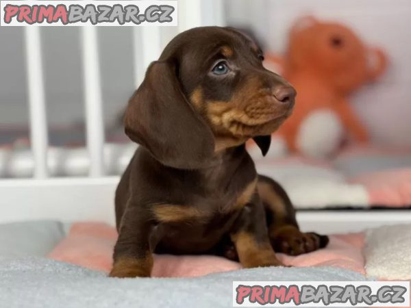 Jezevčík na prodej – fotografie 1