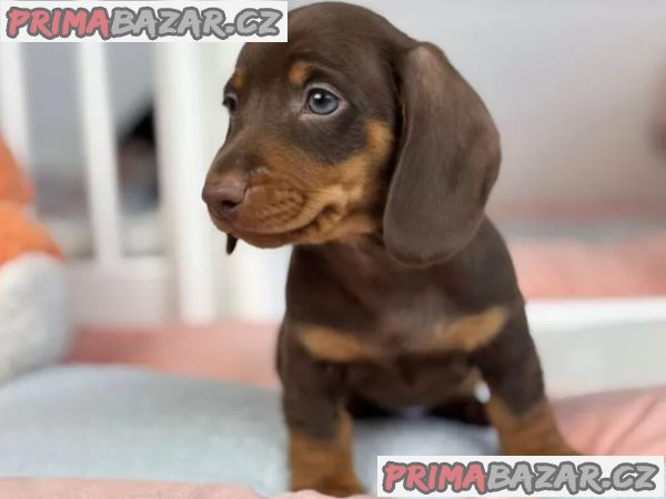 Jezevčík na prodej – fotografie 3