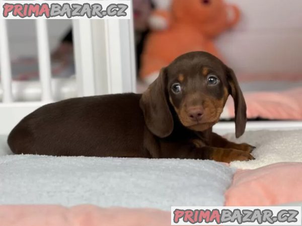 Jezevčík na prodej – fotografie 4