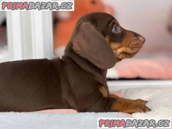 Jezevčík na prodej – fotografie 5