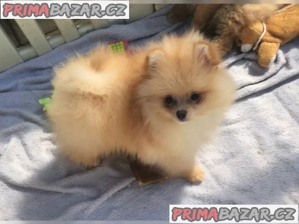 Německý špic trpasličí (Pomeranian) – fotografie 2