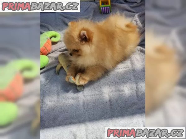 Německý špic trpasličí (Pomeranian) – fotografie 4