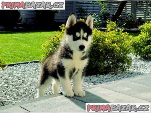 Sibiřský husky – fotografie 1