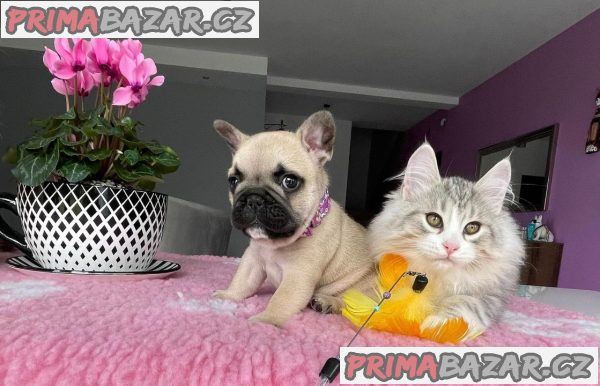 Francouzský buldoček – fotografie 7