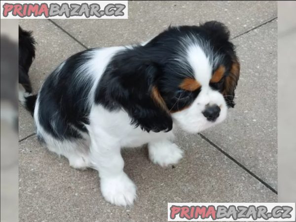 Štěňata kavalírského king charles španěla – fotografie 1