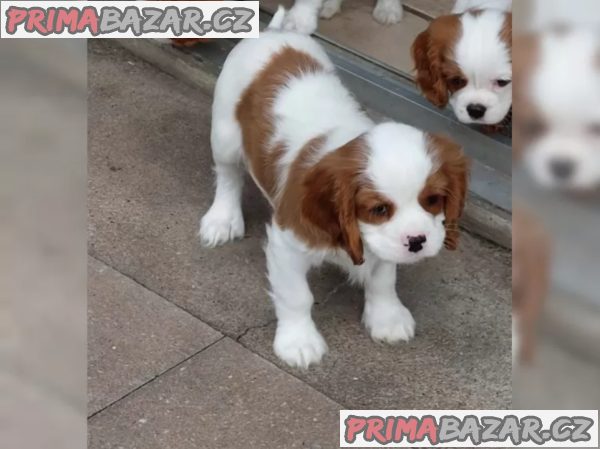Štěňata kavalírského king charles španěla – fotografie 2