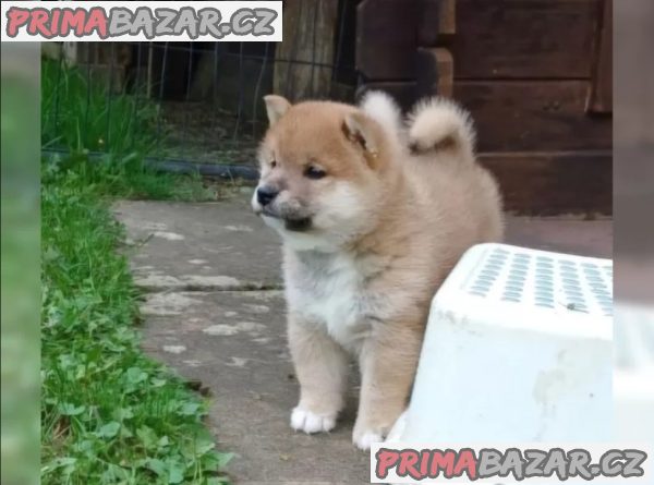 Prodám shiba inu s PP – fotografie 5