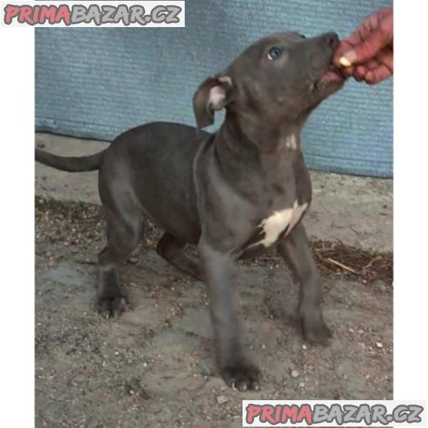 American Bully XL – fotografie 3
