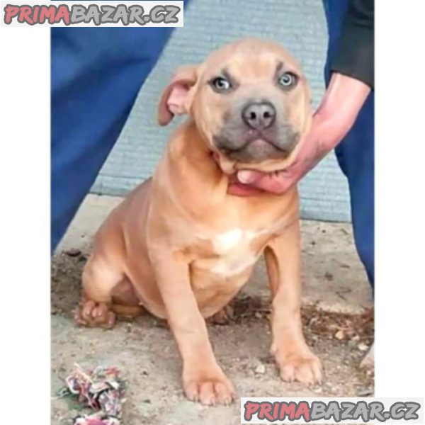 American Bully XL – fotografie 4