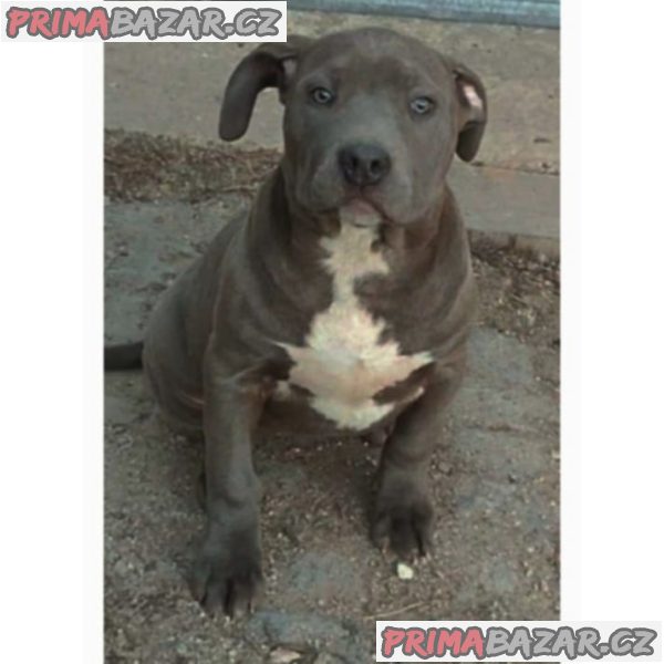 American Bully XL – fotografie 6
