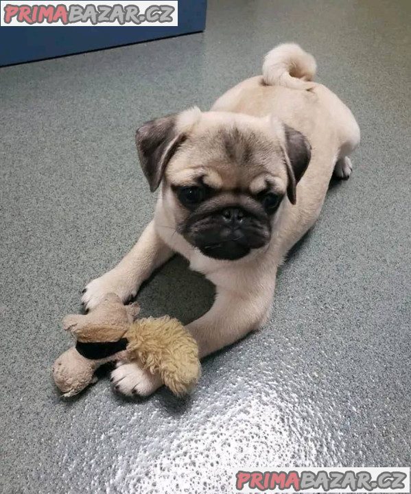 Mops Štěňata s pp – fotografie 2