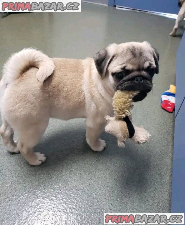 Mops Štěňata s pp – fotografie 4
