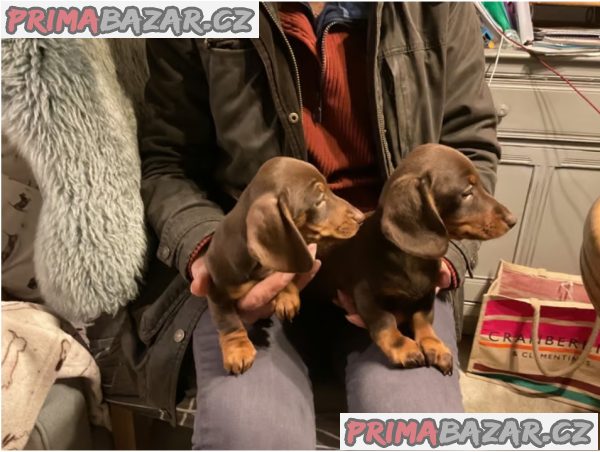 Jezevčík hladkosrstý trpasličí – fotografie 3