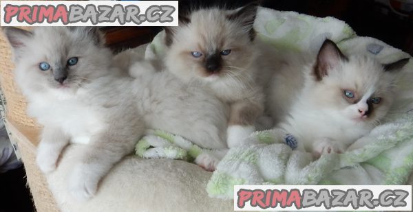 Koťátka Ragdoll s PP na luxusního mazlíčka – fotografie 4