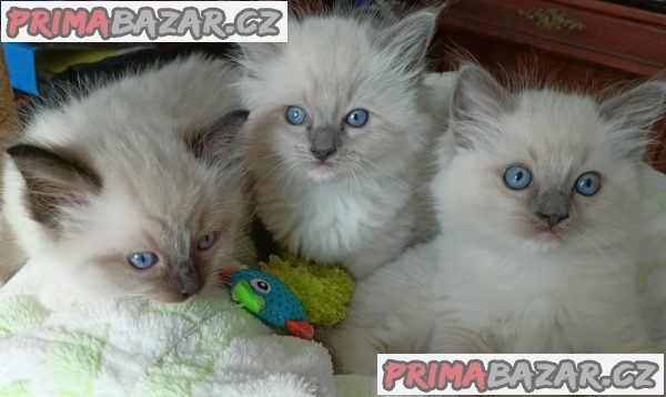 Koťátka Ragdoll s PP na luxusního mazlíčka – fotografie 9
