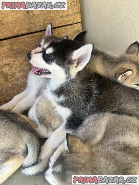 Sibiřský husky štěňátka – fotografie 3