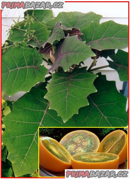 Solanum quitoense - Narančila - semena – fotografie 1