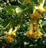 řízek Brugmansia Angel Sunstar