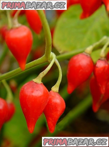 Sazenice Chilli Chupetinho red – fotografie 1