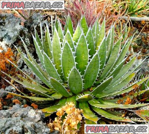 Sazenice Agave horrida subsp. horrida 'Mexcalmetl' – fotografie 1