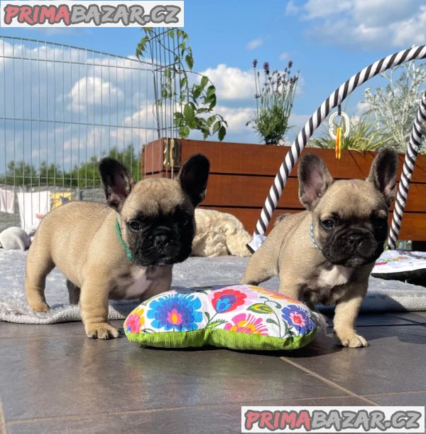 Francouzský Buldoček Prodej – fotografie 1