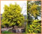 Acacia dealbata  - semena