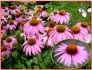 Echinacea Purpurea - Třapatka nachová