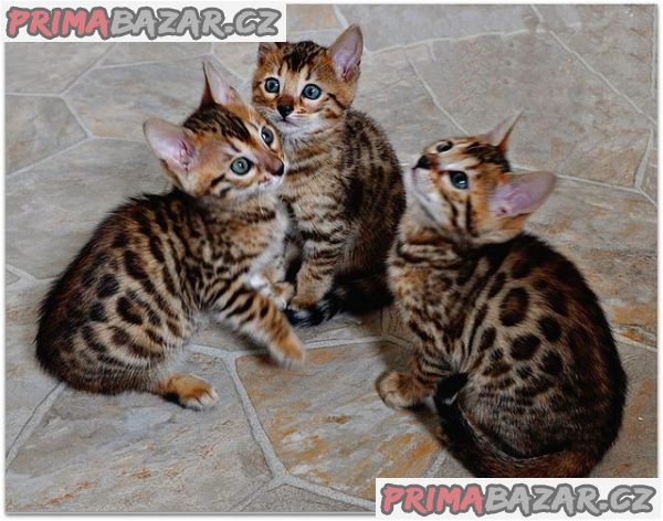 Roztomilá bengálská koťata k adopci – fotografie 1