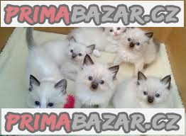 ragdoll koťata  k adopci – fotografie 1