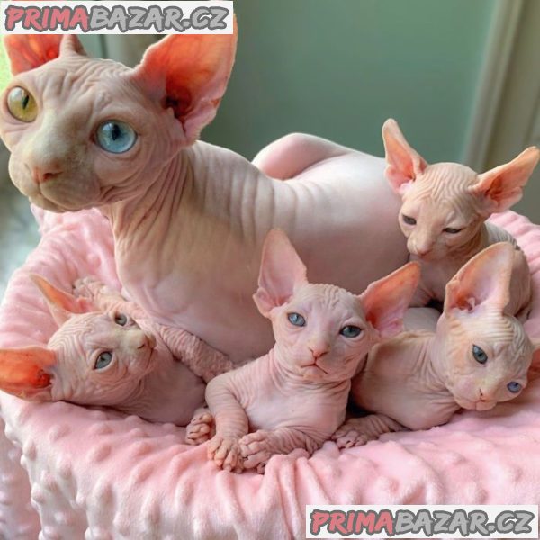 sphynx  koťata k adopci . – fotografie 1